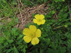 Ranunculus formosa-montanus
