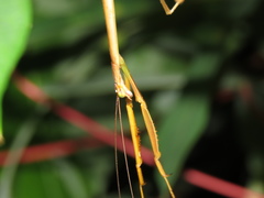 Mantidae