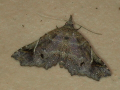 Hypertrocta brunnea