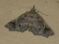Hypertrocta brunnea