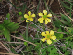 Ranunculus formosa-montanus