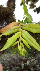 Epidendrum spicatum