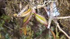 Ionopsis utricularioides