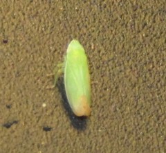 Memnonia flavida