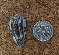 Conus papilliferus