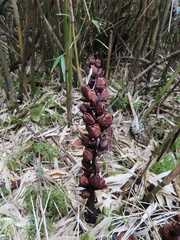 Xylanche himalaica