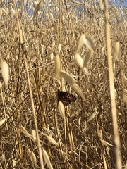 Speyeria callippe comstocki