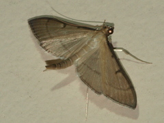 Bradina admixtalis