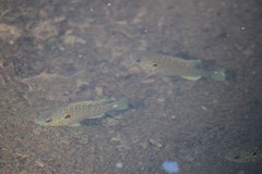 Lepomis peltastes