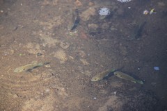Lepomis peltastes