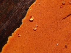 Gloeoporellus merulinus