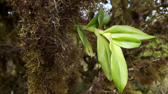 Epidendrum spicatum