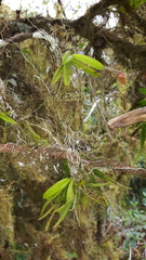 Ionopsis utricularioides