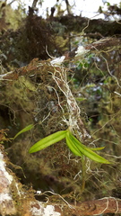 Ionopsis utricularioides