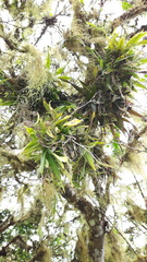 Ionopsis utricularioides