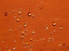 Gloeoporellus merulinus