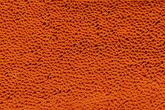 Gloeoporellus merulinus