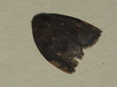 Hemonia micrommata
