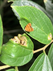 Choreutis achyrodes