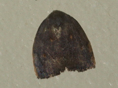 Hemonia micrommata