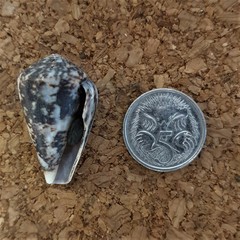 Conus papilliferus