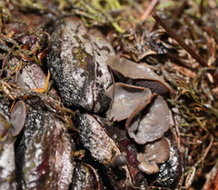 Banksiamyces macrocarpus