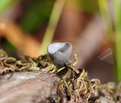 Banksiamyces macrocarpus