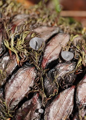 Banksiamyces macrocarpus