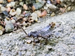 Phosphaenus hemipterus