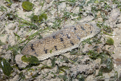 Holothuria scabra