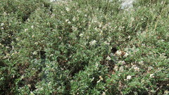 Farinopsis salesoviana