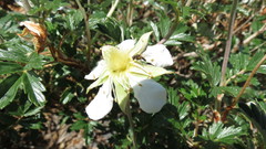 Farinopsis salesoviana