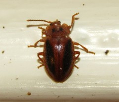 Epipocus punctatus