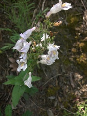 Penstemon canescens