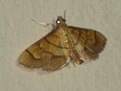 Orphanostigma abruptalis