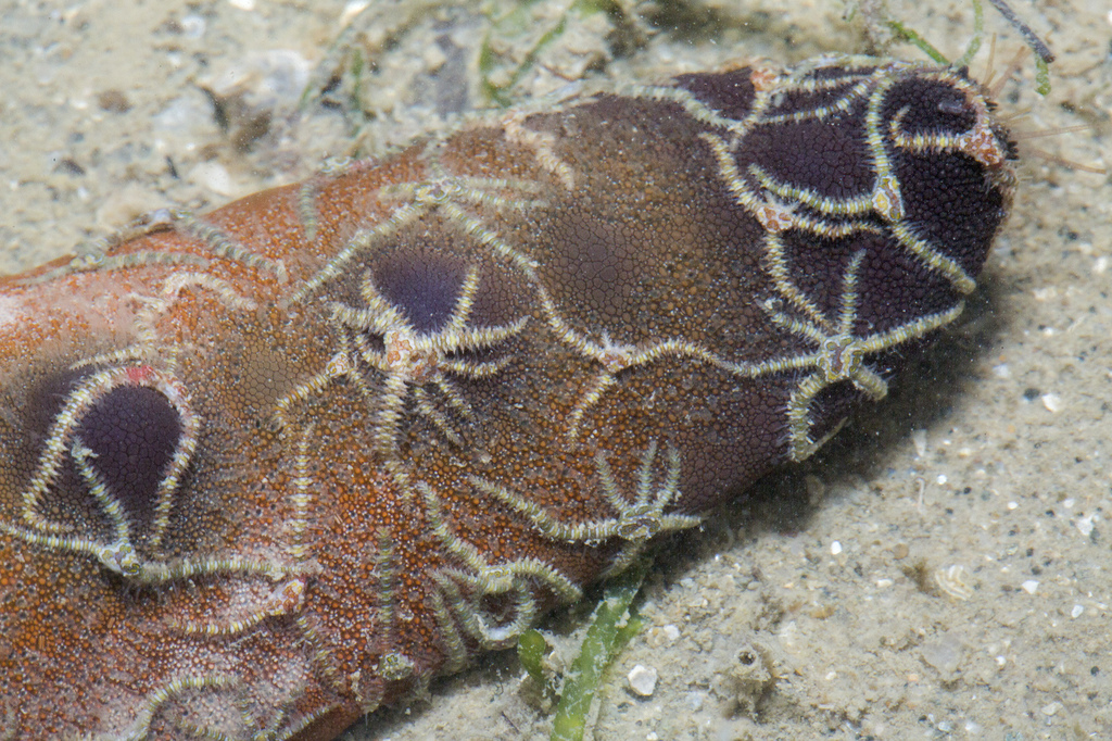 Ophiothela