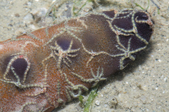 Ophiothela mirabilis