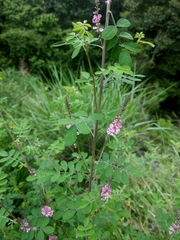 Indigofera pseudotinctoria