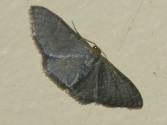 Idaea coercita
