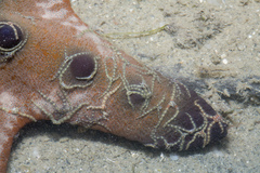 Ophiothela mirabilis