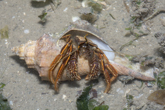 Clibanarius infraspinatus