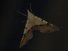 Rhesalides curvata
