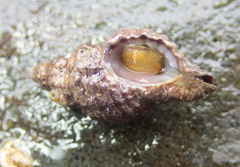 Paciocinebrina interfossa