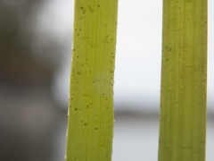 Phyllospadix serrulatus