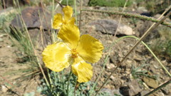 Glaucium squamigerum