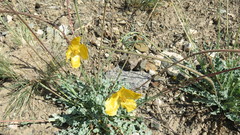 Glaucium squamigerum