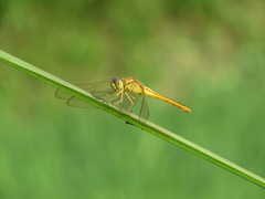Crocothemis servilia