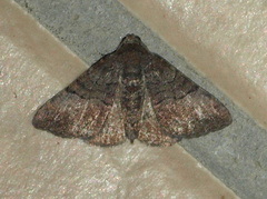 Aporoctena