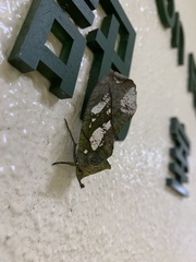 Eudocima hypermnestra