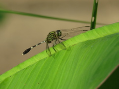 Orthetrum sabina